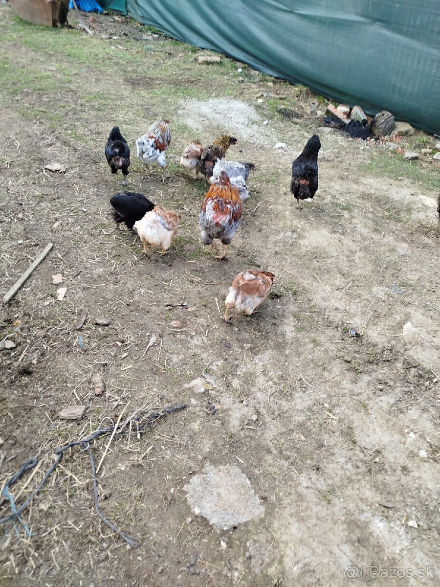 Araucana nv
