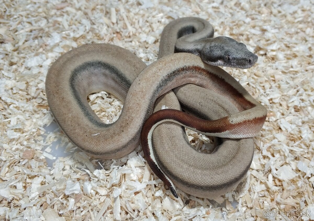 Boa imperator- Sharp Sunglow 66% het Sterling,Hypo Sterling