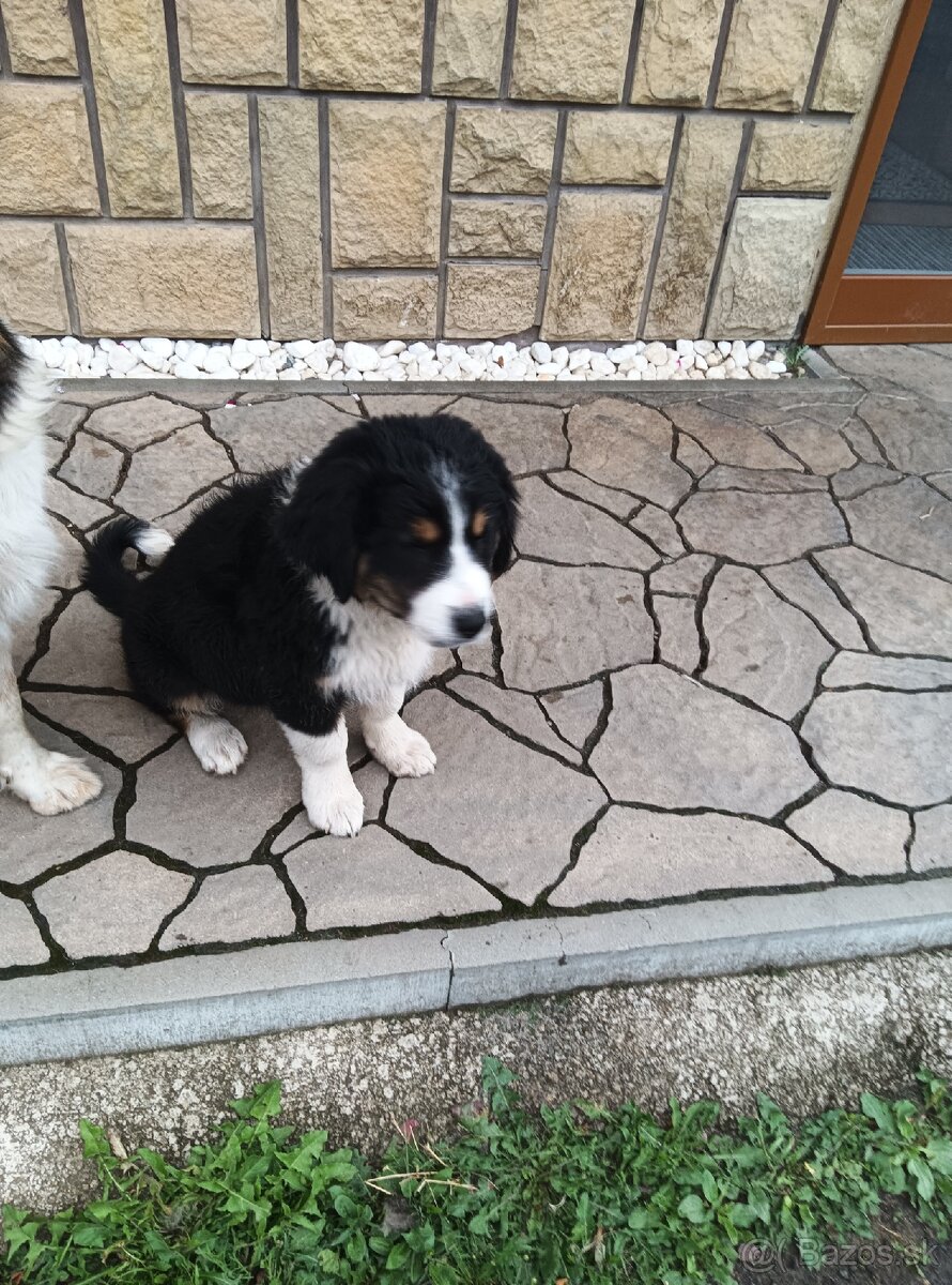 Darujem šteniatko