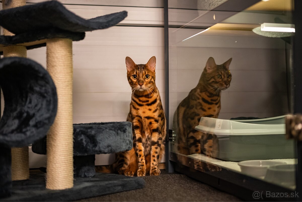 Meow Hotel - Luxusný hotel pre mačky v Piešťanoch
