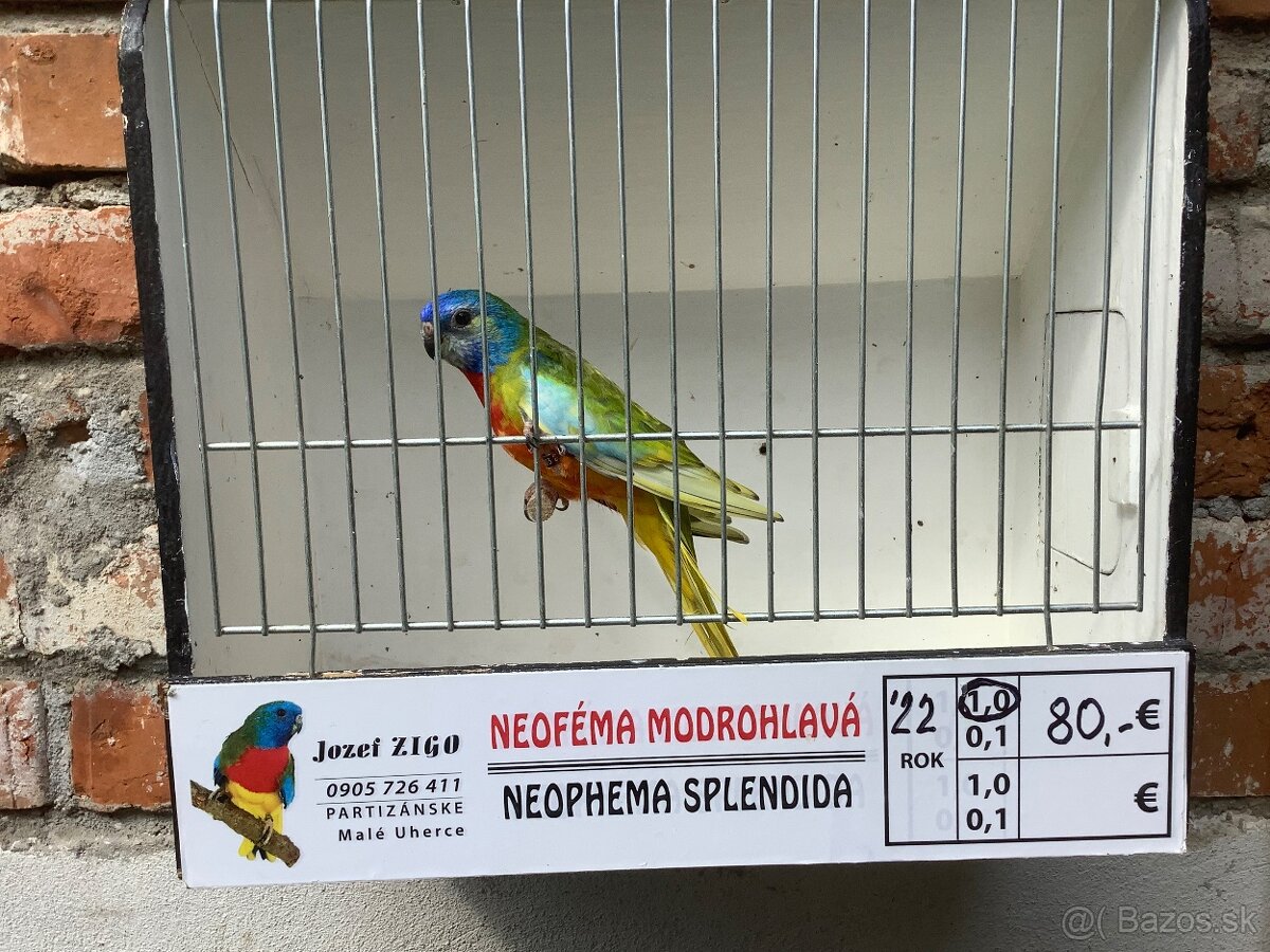 Neoféma Modrohlavá