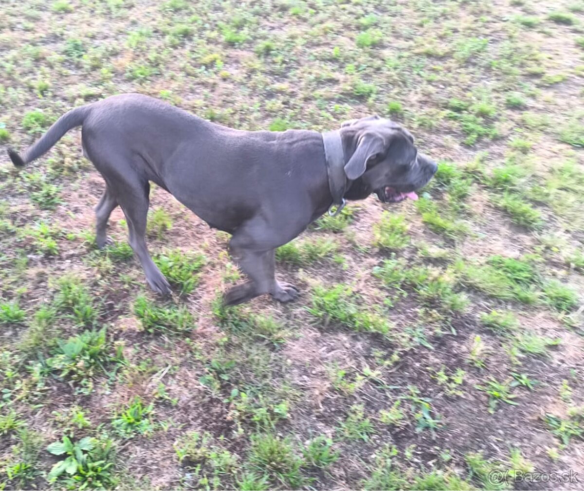 Darujem 6-ročnú fenku Cane Corso s papiermi 🐾