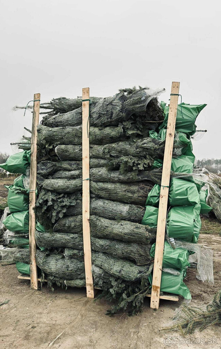 Kaukazská jedľa v kvetináči 1,50-1,80 smrekové vianočný stro