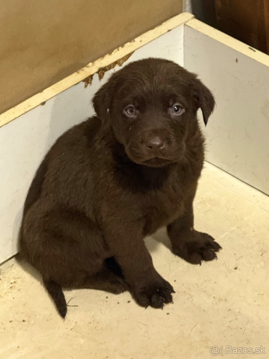 Posledný psík Čokoládového labradora šteniatko.