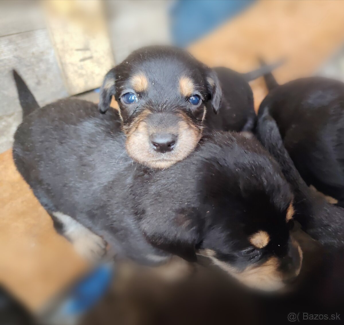 Slovenský kopov + zlatý retriever