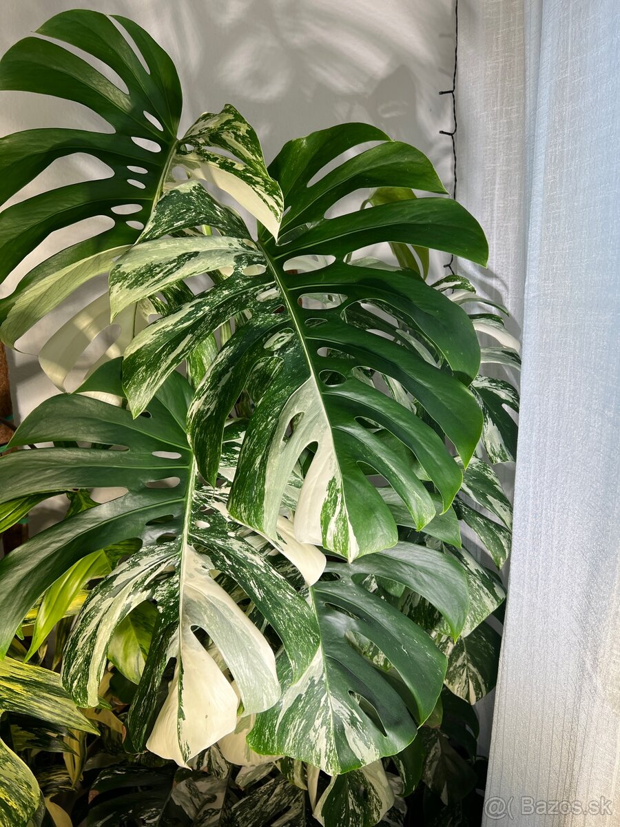 Monstera deliciosa albo