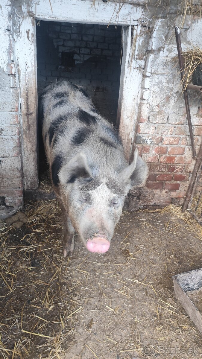 Jatočné ošípané