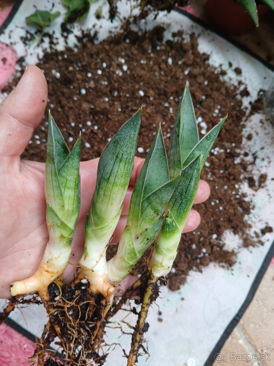 Sansevieria Ao77