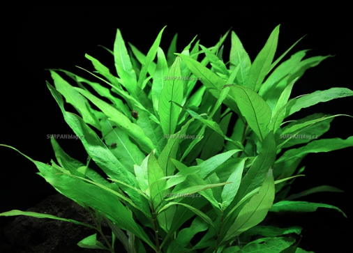 Hygrophila guyanensisnervata