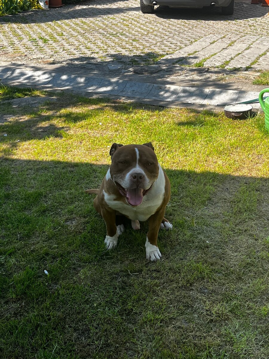 American pitbull terier