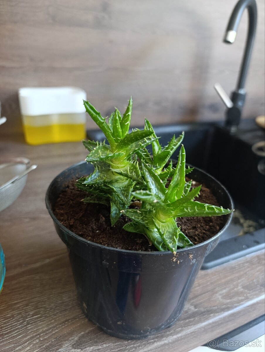 Aloe juvenna