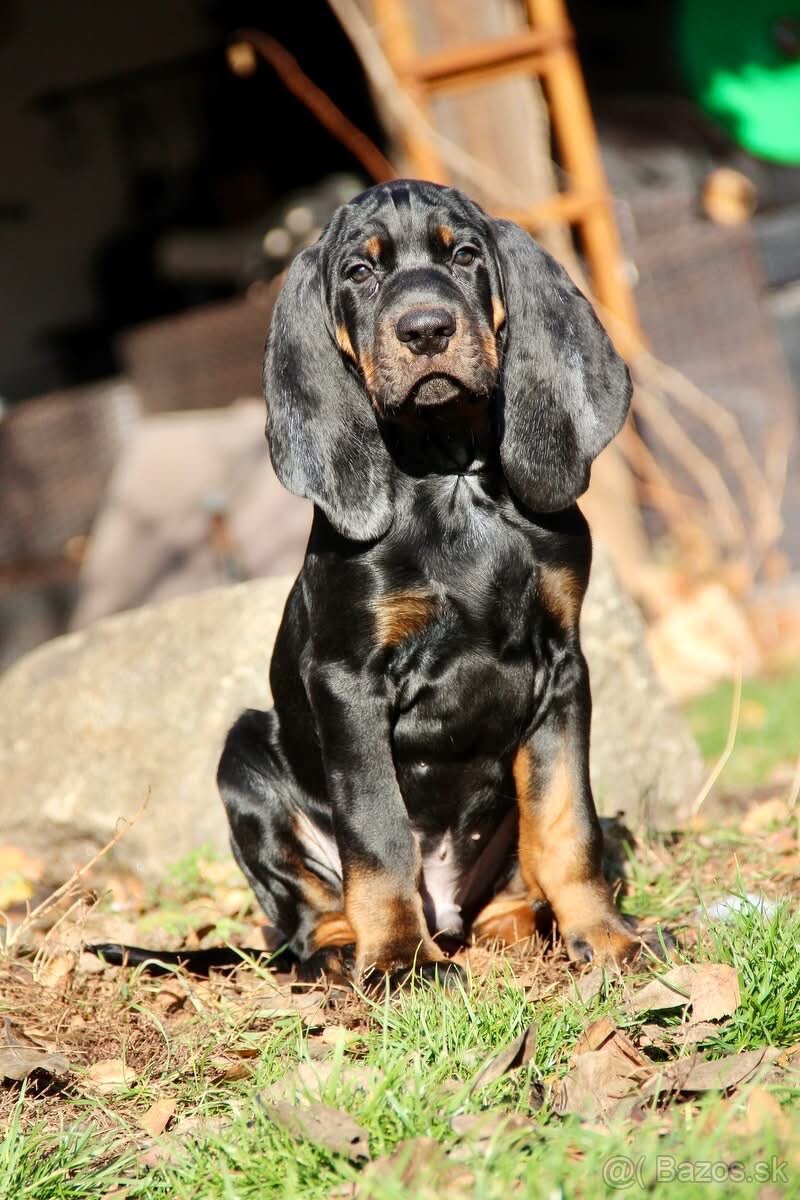 Americký mývalí pes- Black and Tan Coonhound