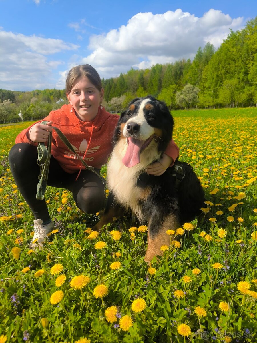 Bernský salašnícky pes - krytie