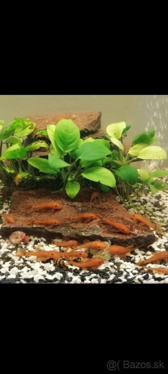 Prisavnik, ancitrus Super red.