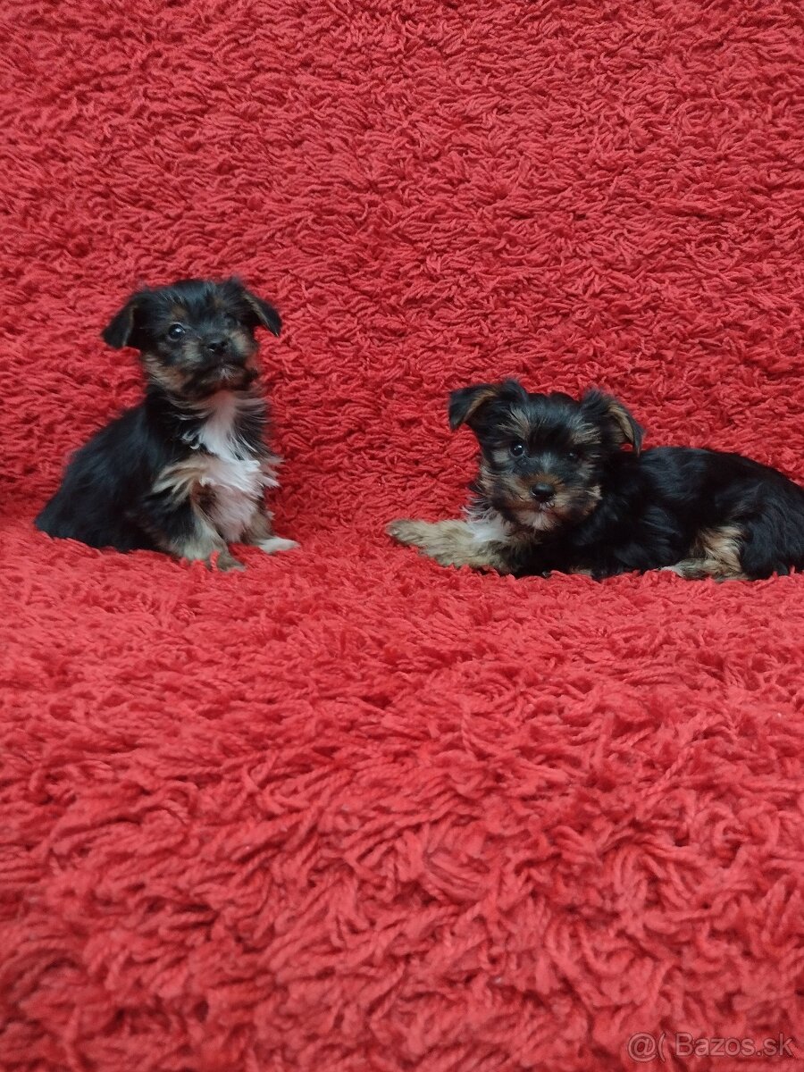 Yorkshirsky teriér, Yorkshire, York