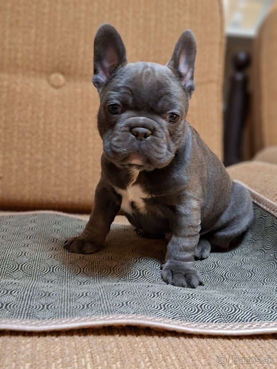 Francúzsky buldoček modrý
