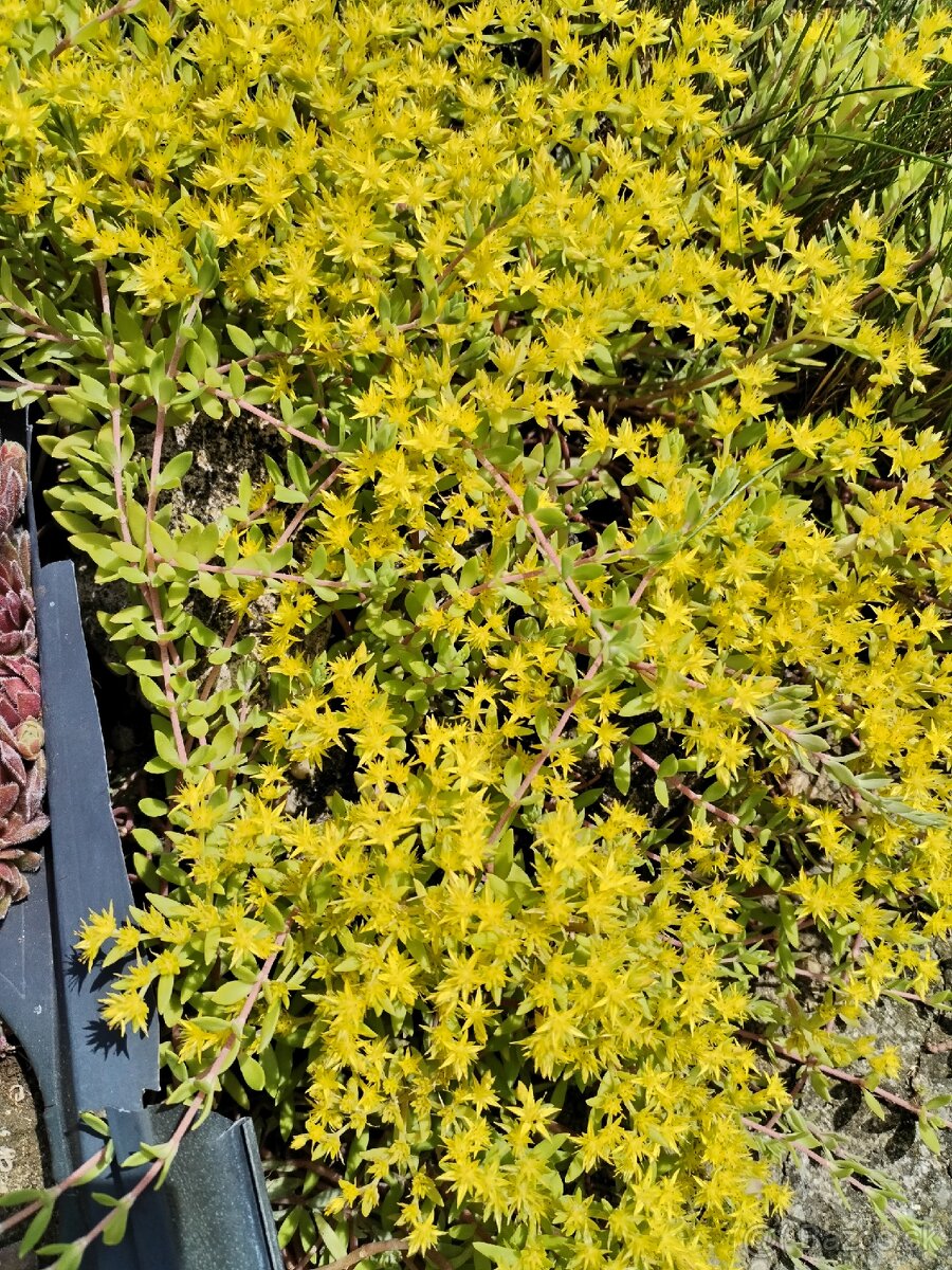 Rozchodniky väčšie množstvo