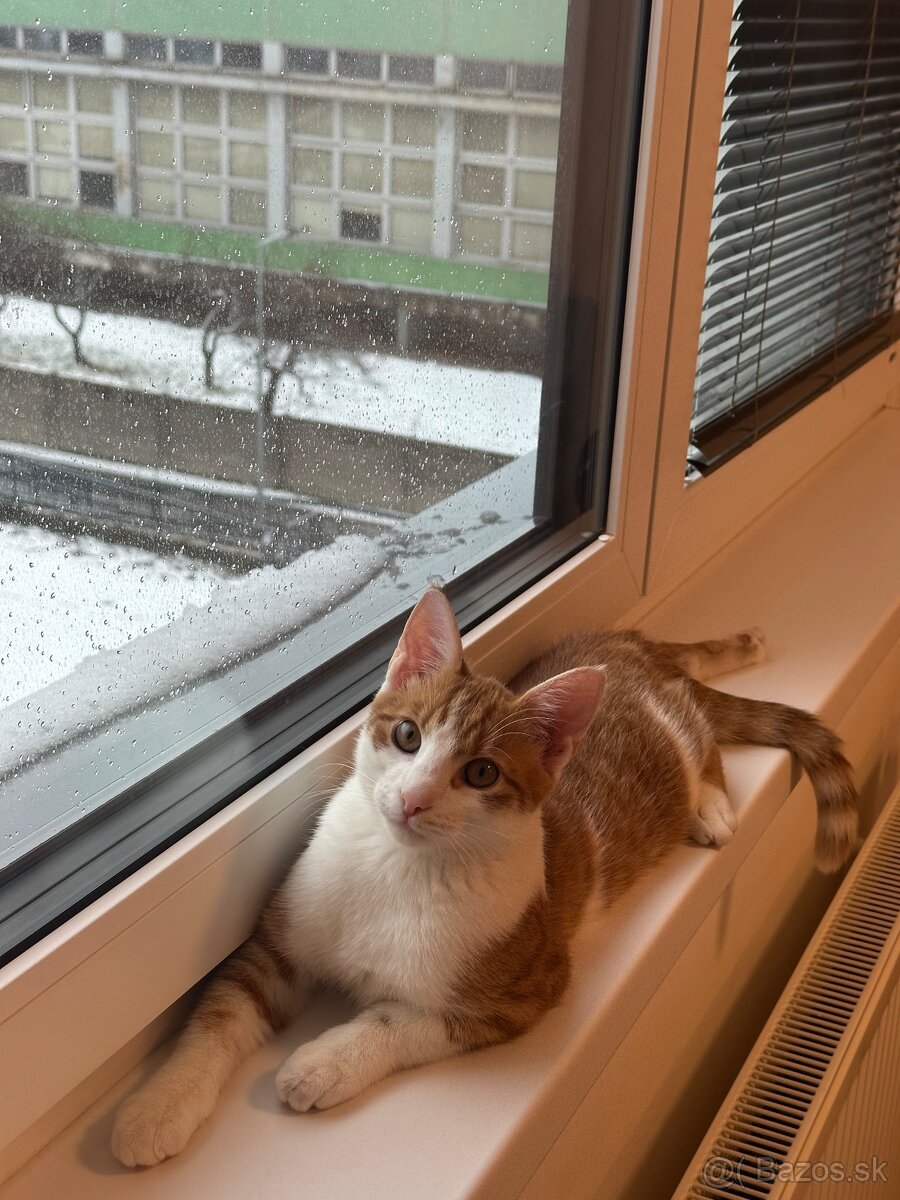 Kocur Rudolf zadarmo