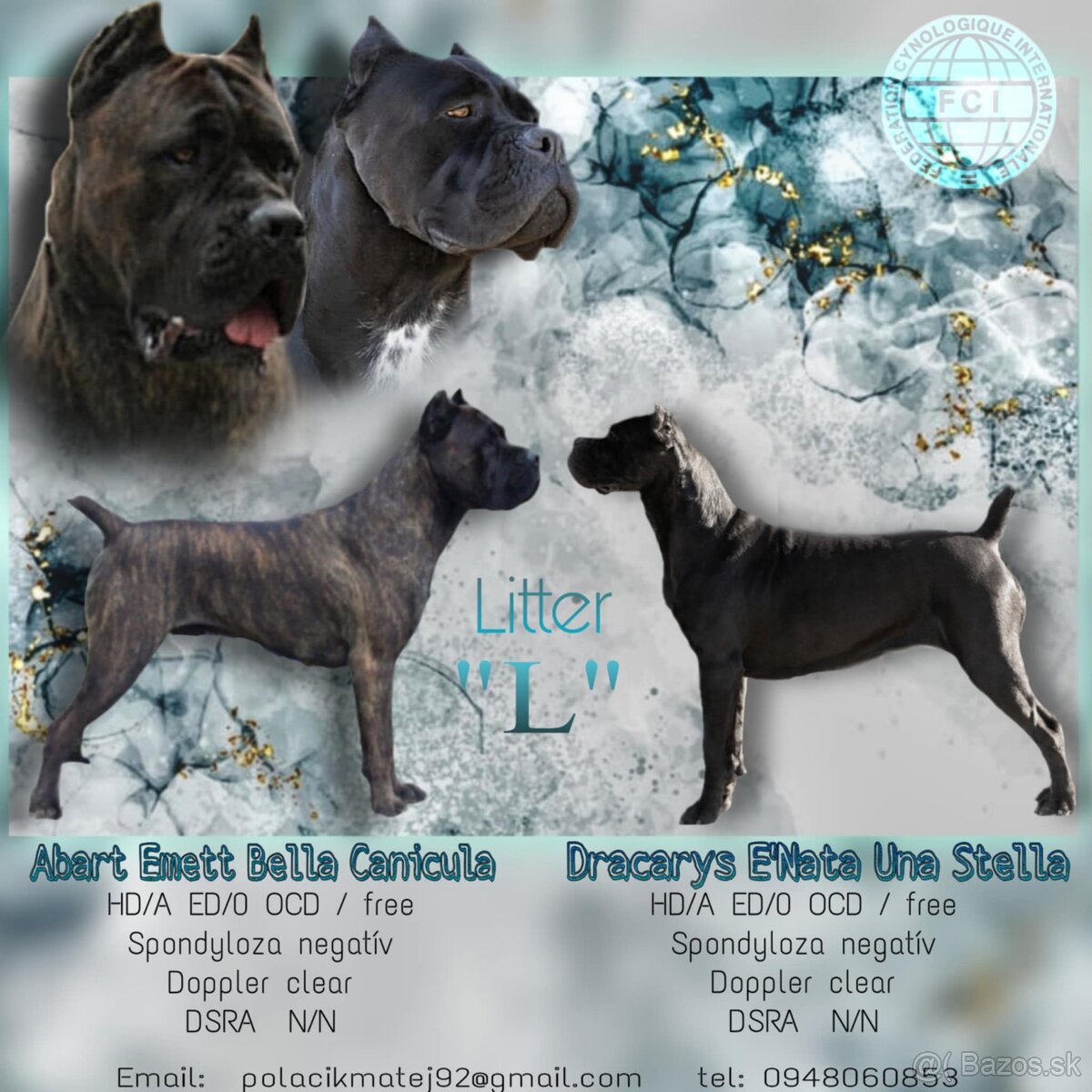 Cane Corso šteniatka s PP FCI
