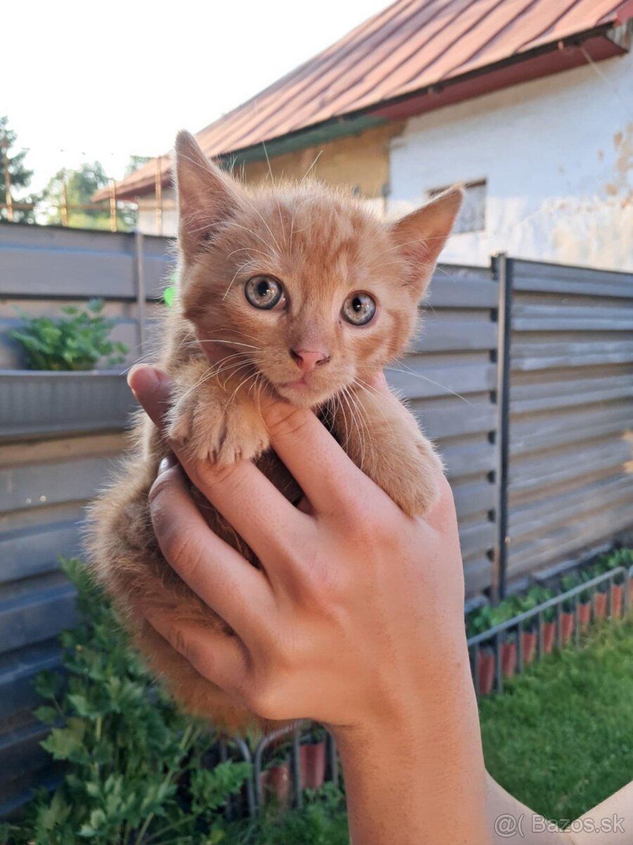 Darujem mačiatka