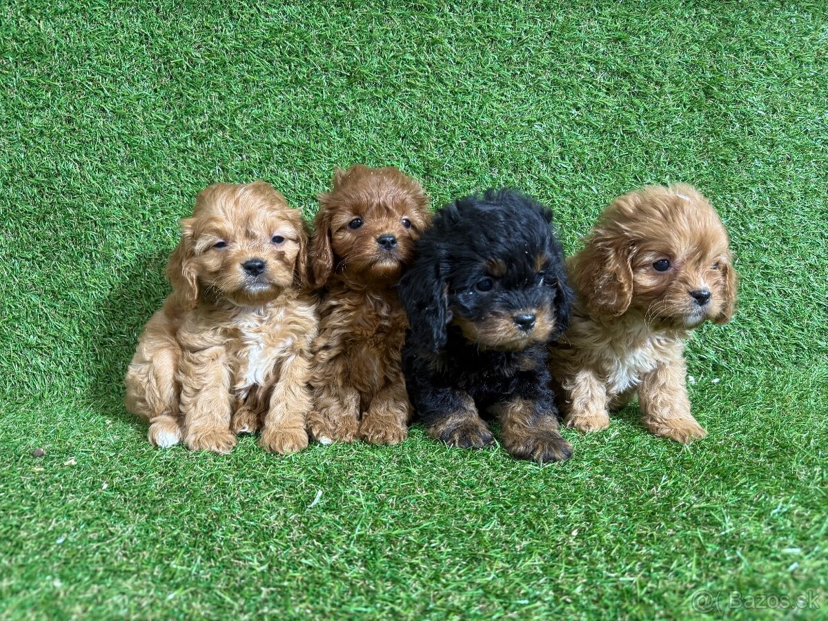 Cavapoo