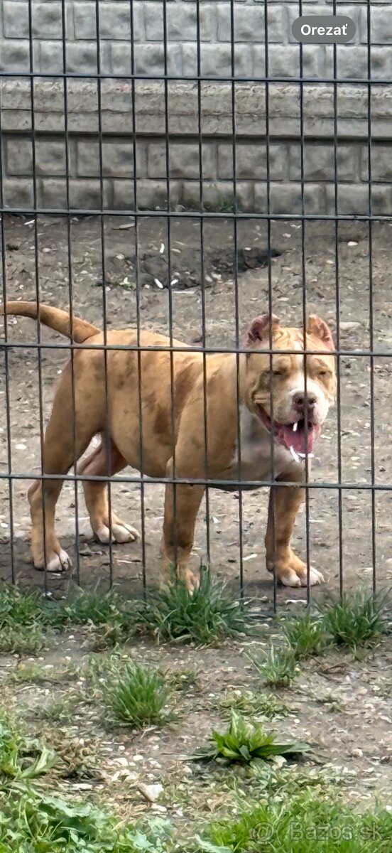 American bully