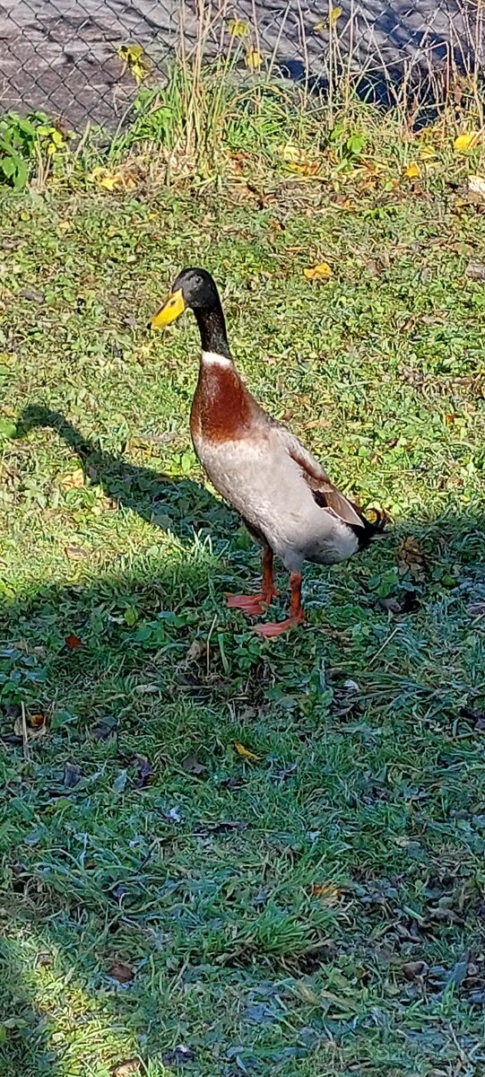 Káčer indický bežec