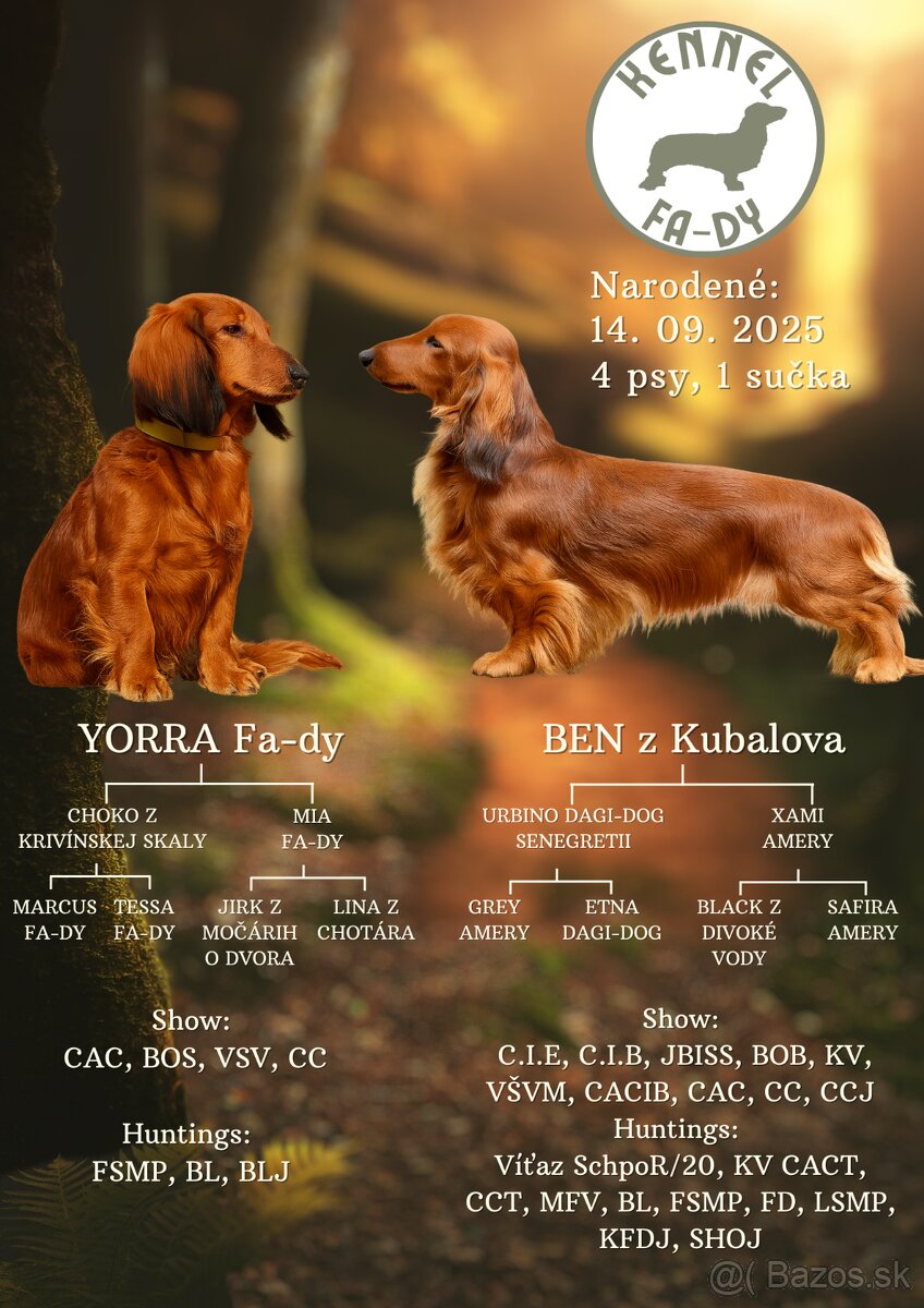 jazvečík dlhosrstý štandardný