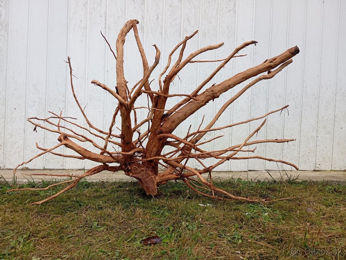 predam mohutny koren / samorast do akvaria