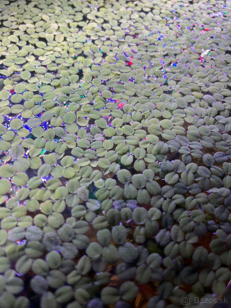 Predam akvarijne rastliny