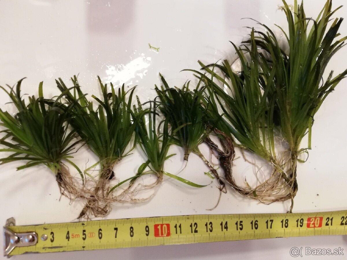 Rastlinky: blyxa, microsorium, Limnophila
