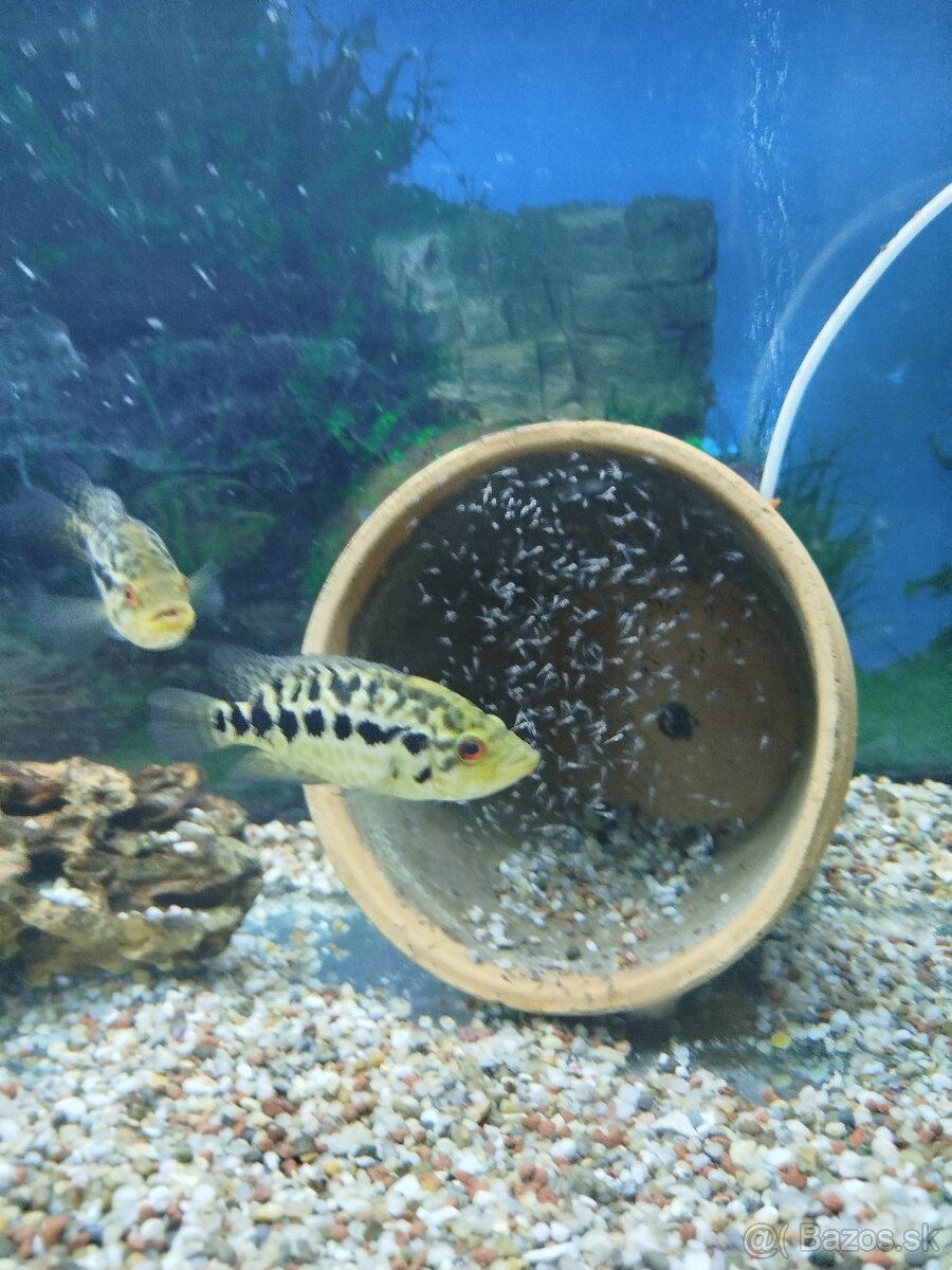 Predám cichlidy managujska
