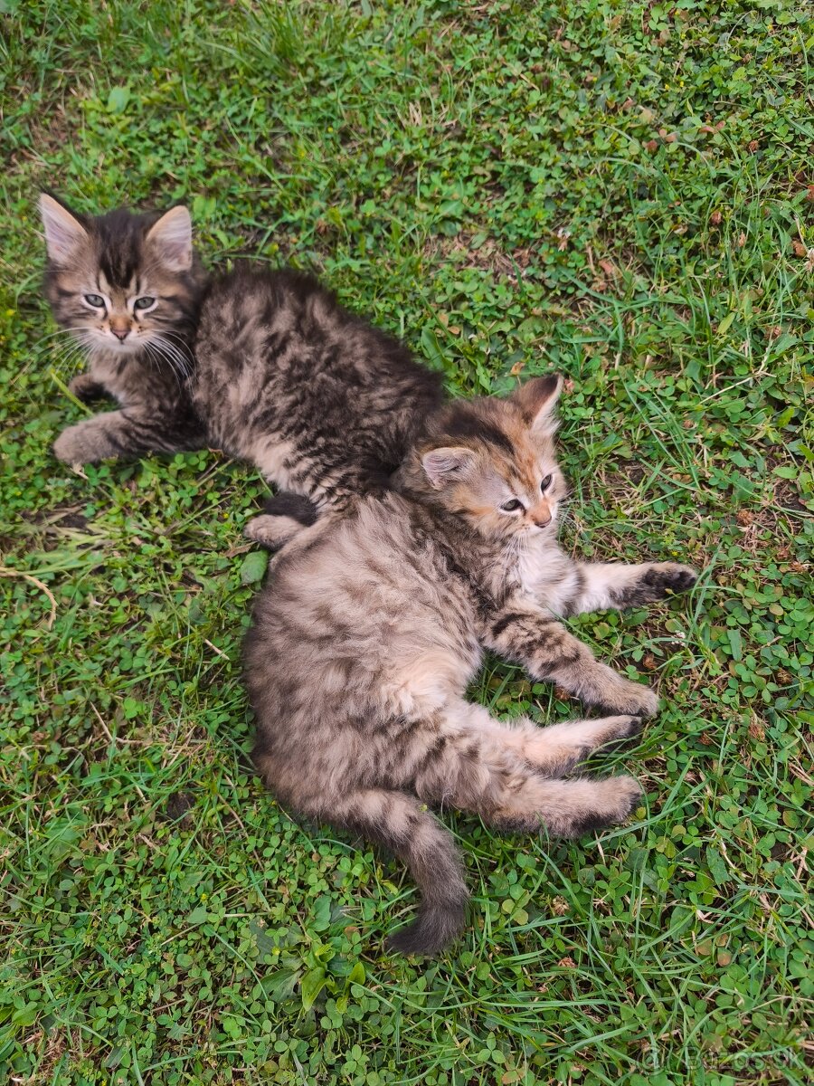 Maine coon , kríženci od Nórskeho otca
