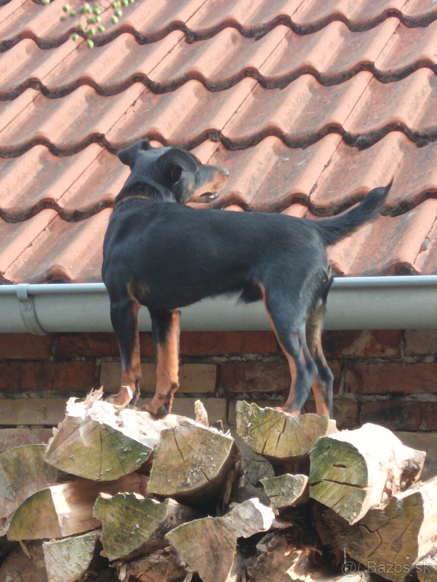 Jagdterier