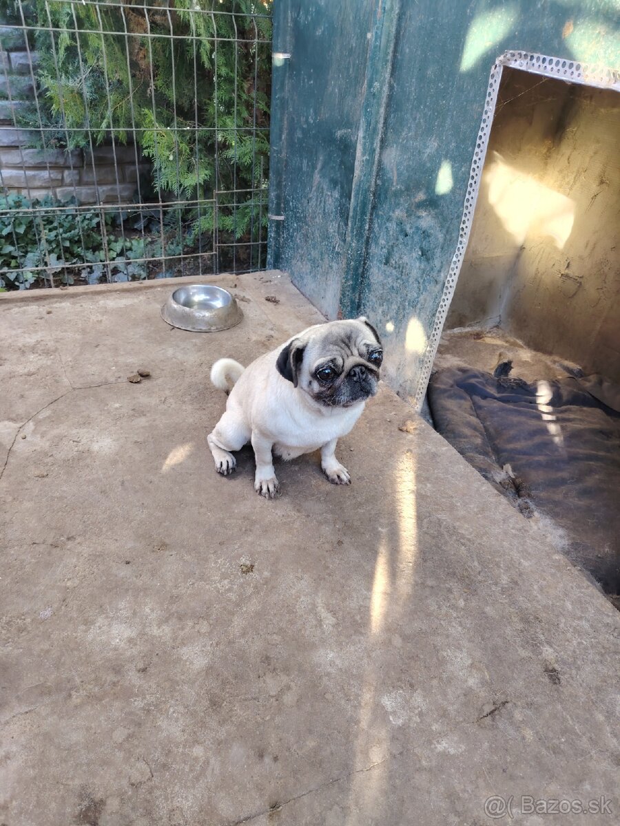 Mops