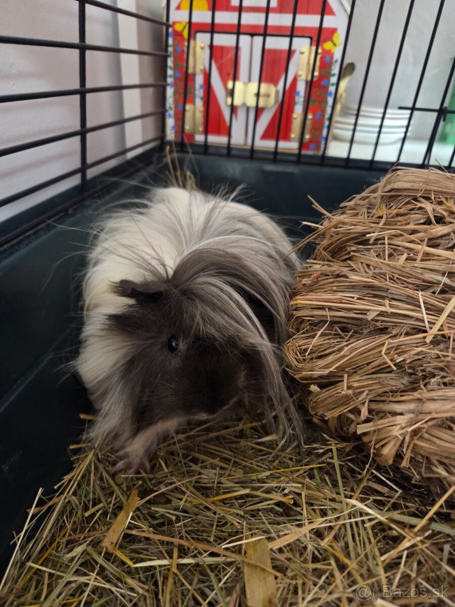 Predám krásne dlhosrsté morské prasiatka