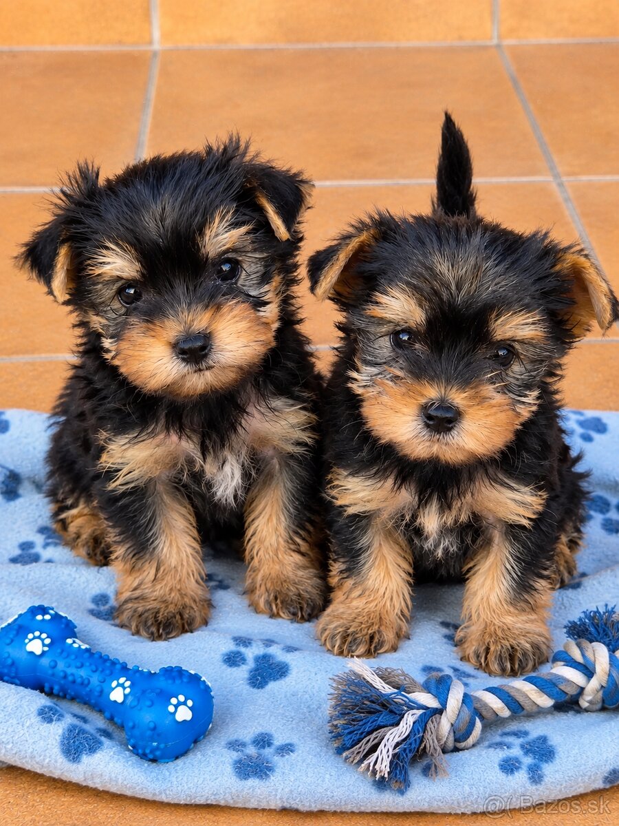 Yorkshire terrier
