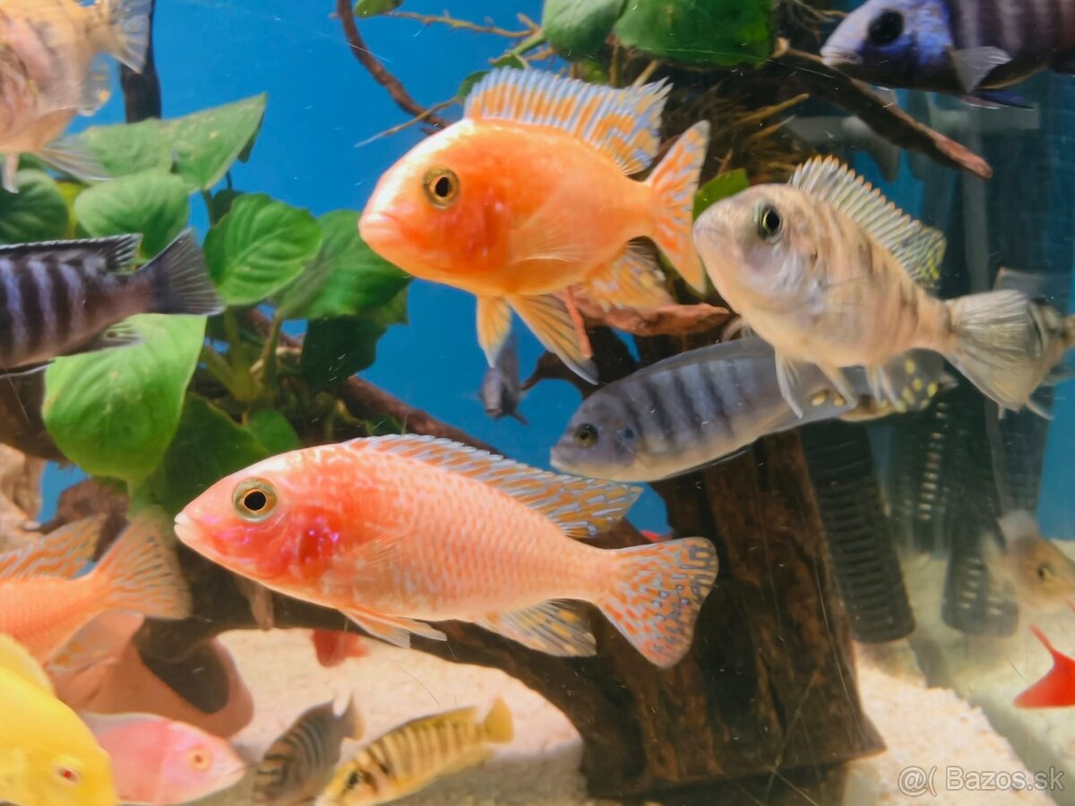 Africke cichlidy