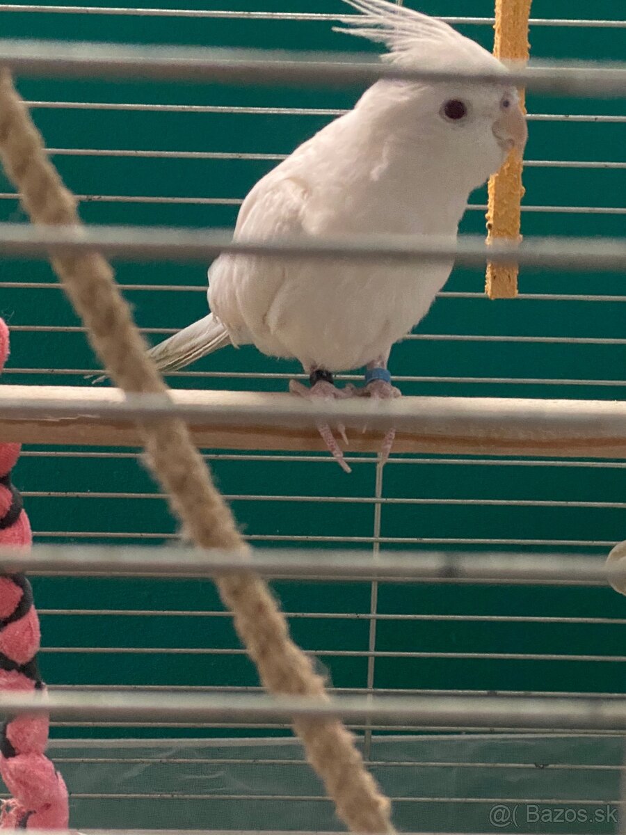 Korela Albino
