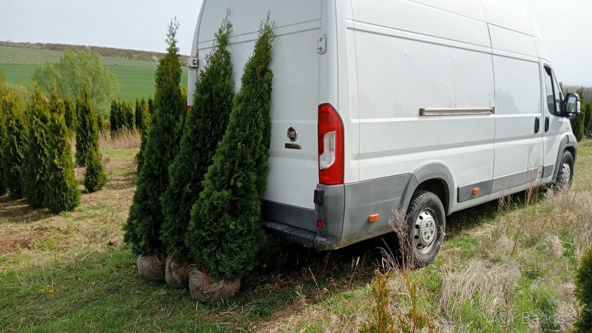 Tuja Smaragd, vavrínovec, červienka - Prešov