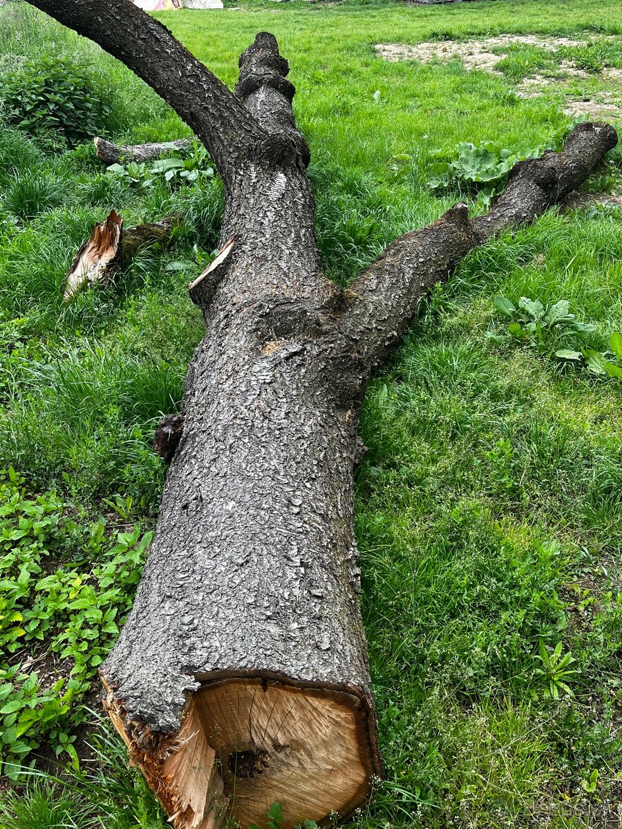 Kmeň čerešňa