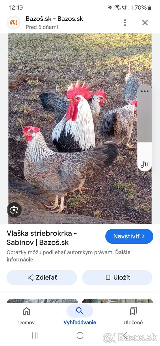 Vlaska strieborna