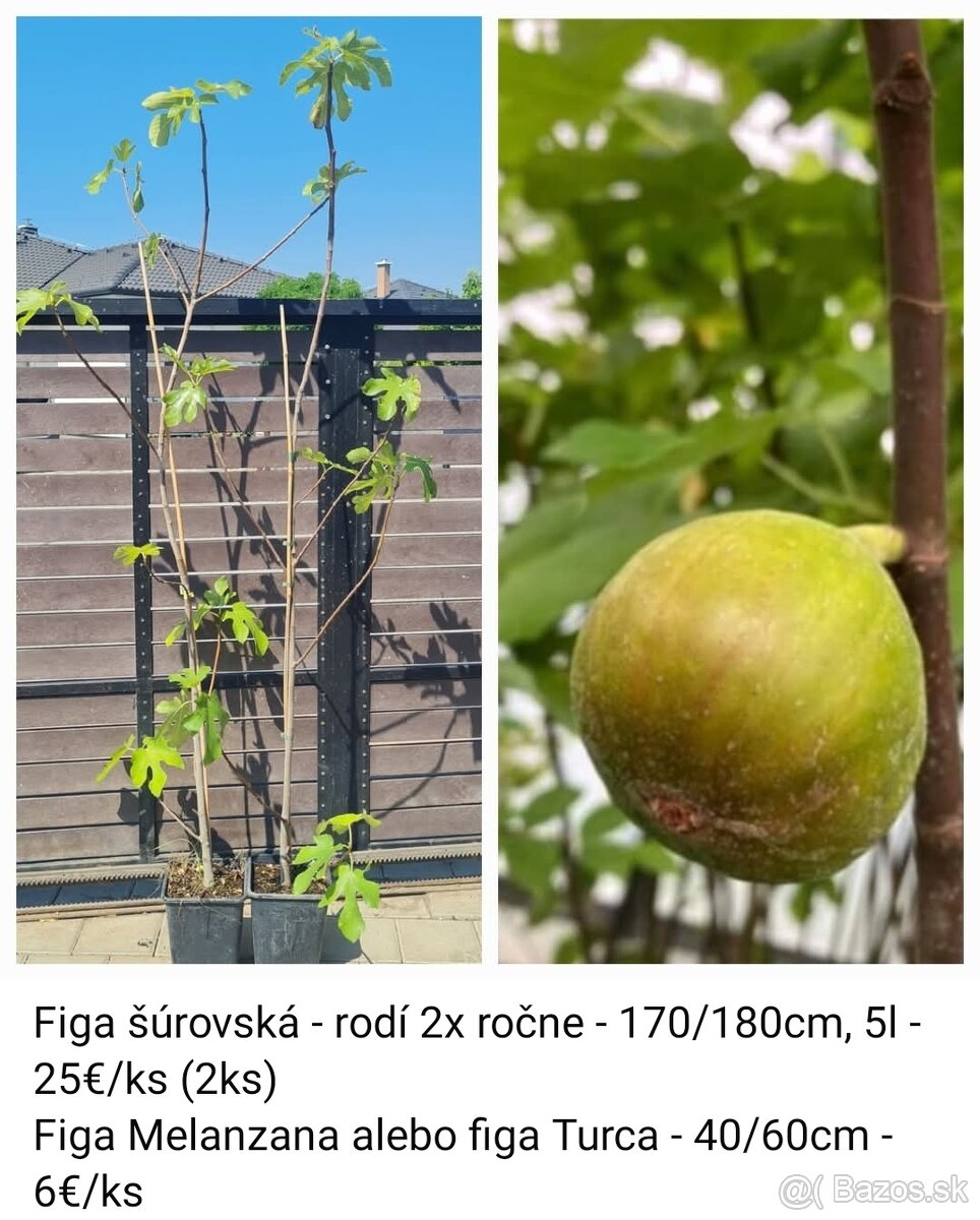 Figovník Šúrovský 170/180cm