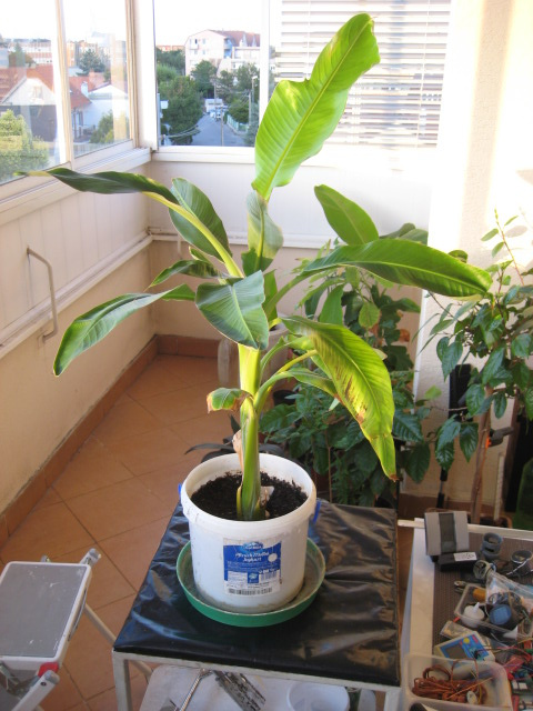 bananovník