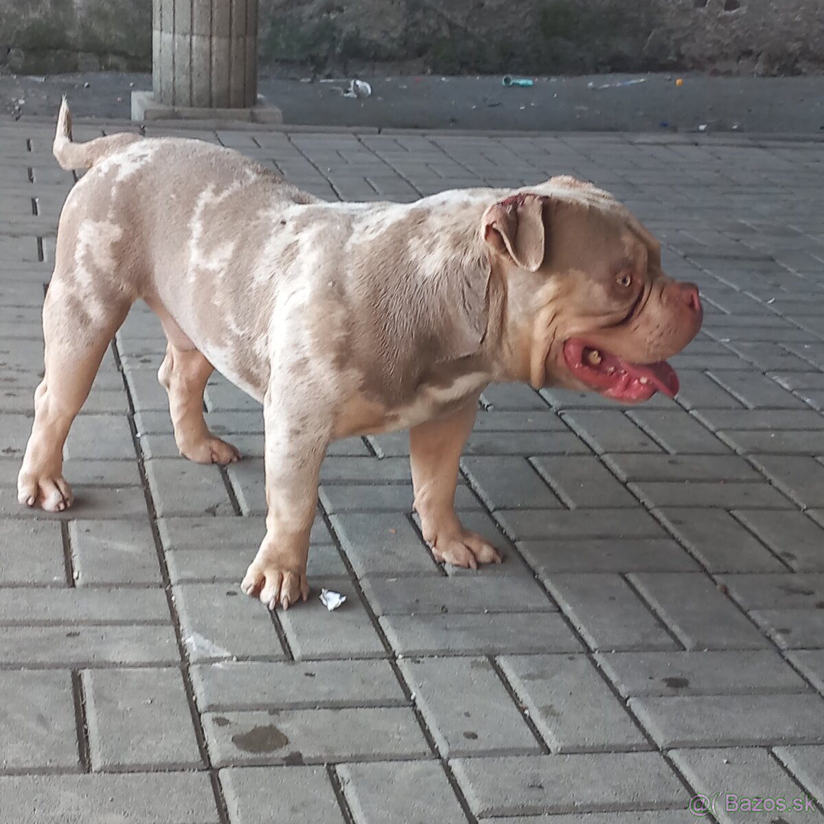 American bully pocket na krytie