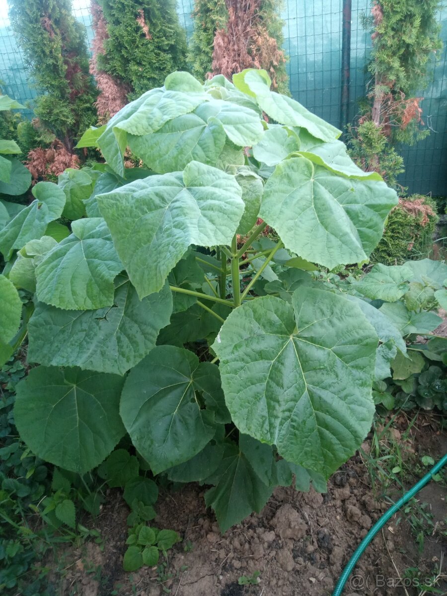 Paulownia tomentosa San Tong.