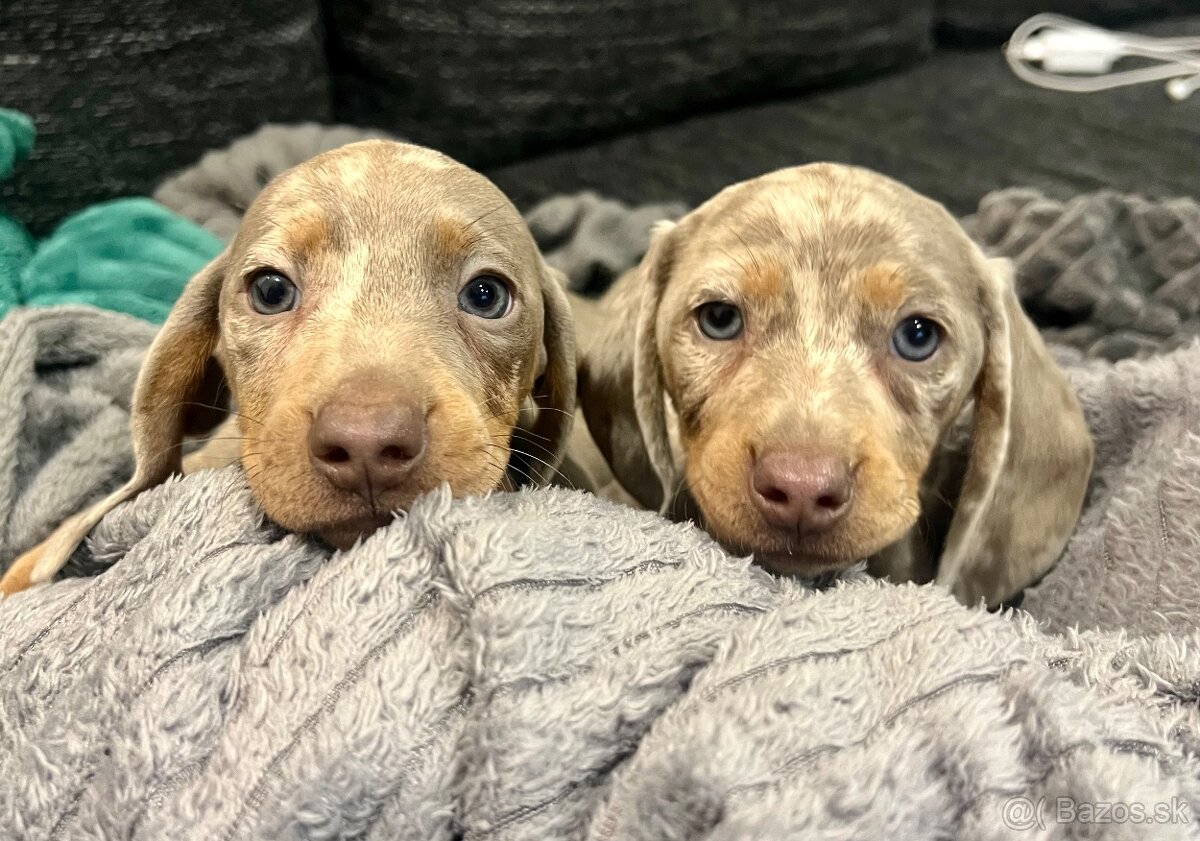 Jazvecik krátkosrstý