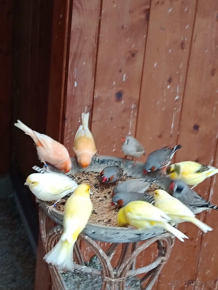 Kanáriky, zebričky, ryžovníci, holúbky