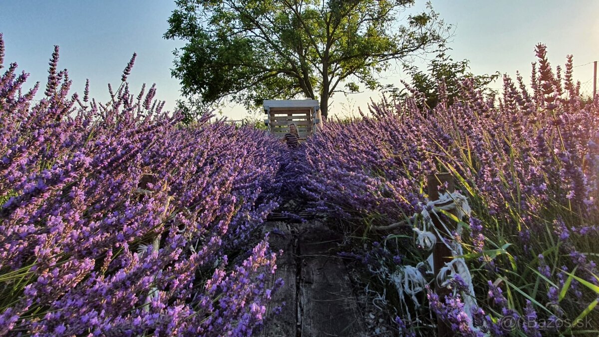Levandula-lavande-veĺká 70cm-samozber