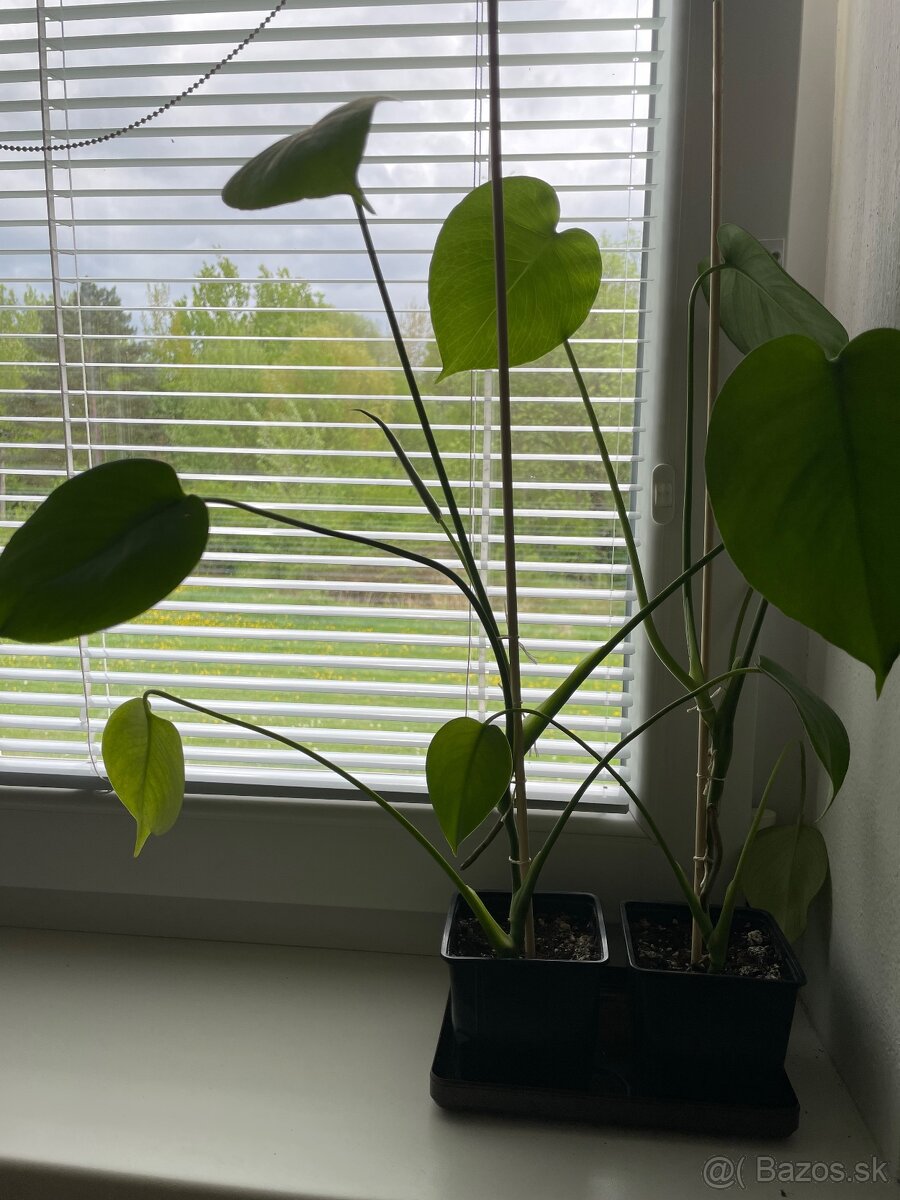 Monstera